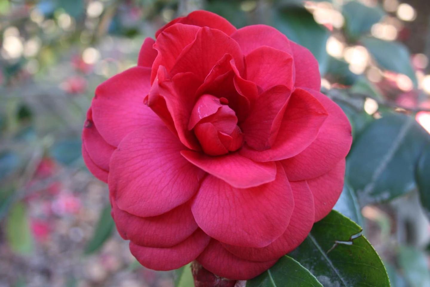 Ferienwohnung La Camelia D'Oro Oggebio Exterior foto