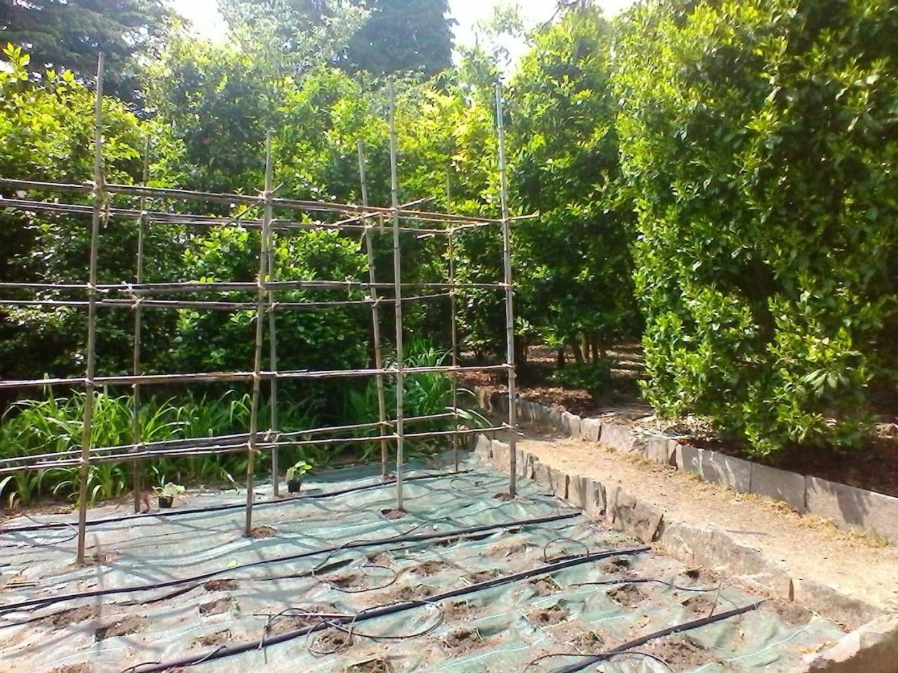 Ferienwohnung La Camelia D'Oro Oggebio Exterior foto